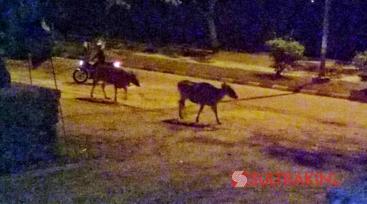 Sejumlah kawanan sapi masih berkeliaran bebas di jalan raya, bahkan di malam hari di sekitaran by pass, tepatnya depan Rumah Adat Muna (Barughano), Sabtu (5/5/2018). (Foto: Arto Rasyid/SULTRAKINI.COM)