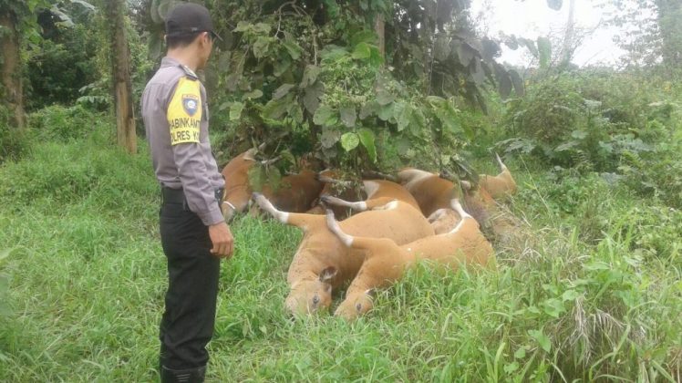 Personel Polsek Bondoala saat mendatangi lokasi penemuan bangkai sapi milik warga, Jumat (17/5/2018), (Foto : Doc.SultraKini.com)