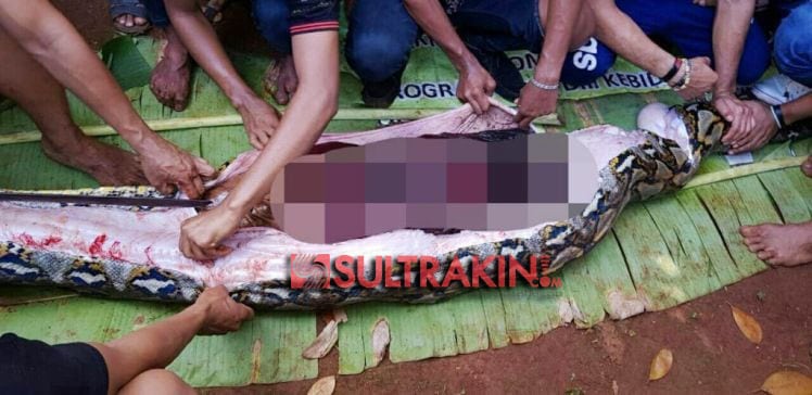 Sejumlah warga sedang mengeluarkan jasad korban, Wa Tiba dari dalam perut ular. (Foto: Arto Rasyid/SULTRAKINI.COM)