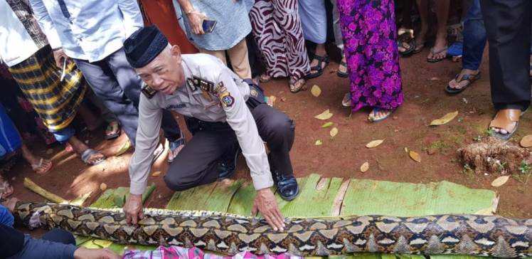 Seekor ular yang memangsa korban Wa Tiba sebelum dibelah. (Foto: Arto Rasyid/SULTRAKINI.COM)