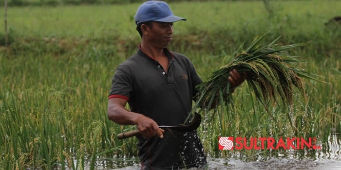 Seorang petani memanen padi lebih awal Karena di landa banjir di Desa Ambulanu, Kecamatan Pondidaha, Konawe, Jumat (6/7/2018), (Foto : Wayan Sukanta/SULTRAKINI.COM)