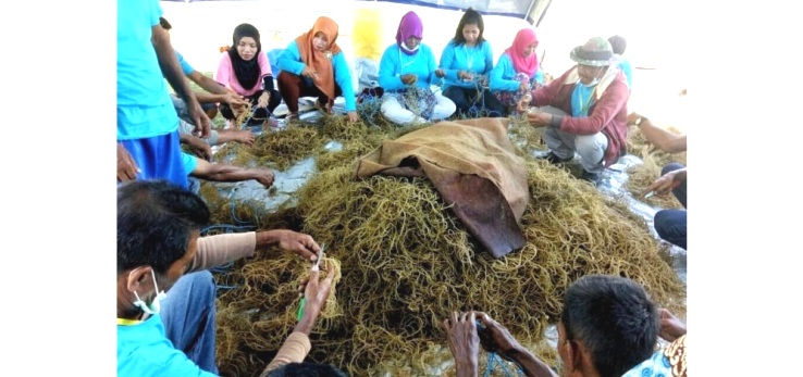 Salah satu hasil olahan budidaya rumput laut masyarakat Kabupaten Muna, Sultra. (Foto: SULTRAKINI.COM)