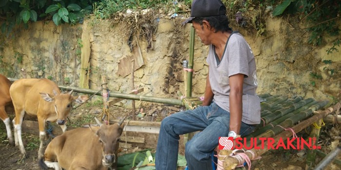 Aco, saat memperlihatkan seekor sapi kurban miliknya. (Foto : Wayan Sukanta/SULTRAKINI.COM)