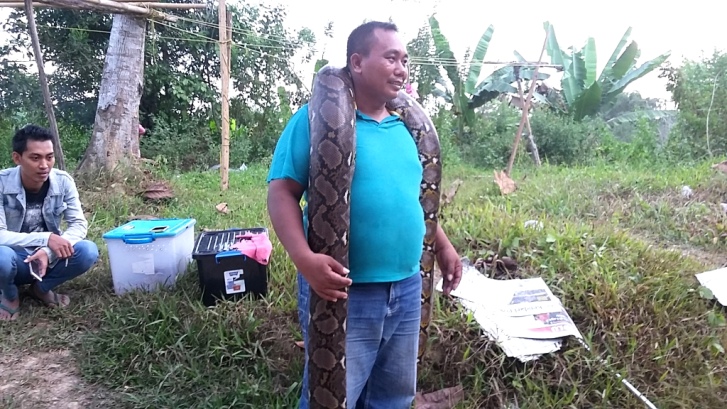 I Wayan Dina Parwatha bersama ular piton koleksinya. (Foto: Ifal Chandra/SULTRAKINI.COM)