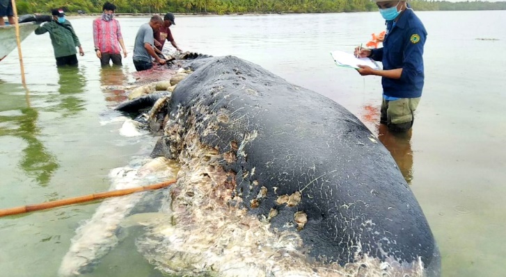 Bangkai ikan paus terdampar di pesisir pantai Desa Kapota Utara, Kecamatan Wangi-wangi Selatan, Kabupaten Wakatobi, Sultra. (Foto istimewa/SULTRAKINI.COM)