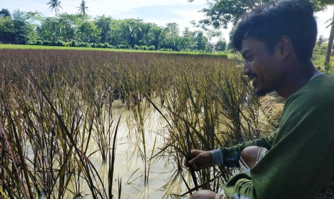Tanaman padi yang berwarna Ungu milik Aludin. (Foto: Mas Jaya/SULTRAKINI.COM)