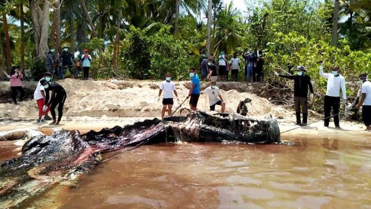 Proses penguburan bangkai ikan paus yang terdampar di Pulau Kapota, Kabupaten Wakatobi. (Foto: Amran Mustar Ode/SULTRAKINI.COM)