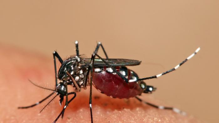 Kedelapan Fakta Nyamuk, Serangga Pengisap Darah Berusia Pendek (foto Tribunnews.com