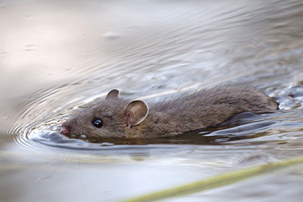 tikus dapat merusak terumbu karang. Foto: Tafaqquh.com