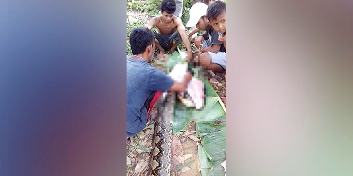 Ular piton dibunuh setelah warga Jalan Palapa Puncak, Kelurahan Kemaraya, Kota Kendari sedang memakan babi hutan. (Foto: Hasrul Tamrin/SULTRAKINI.COM)
