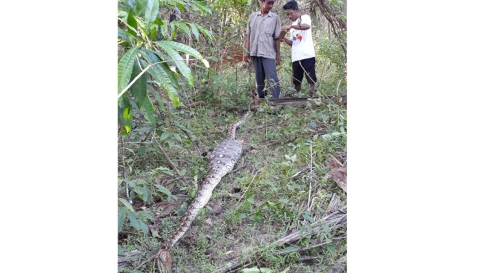 Seekor ular piton ditemukan warga di Desa Napalakura, Kabupaten Muna. (Foto: Istimewa)