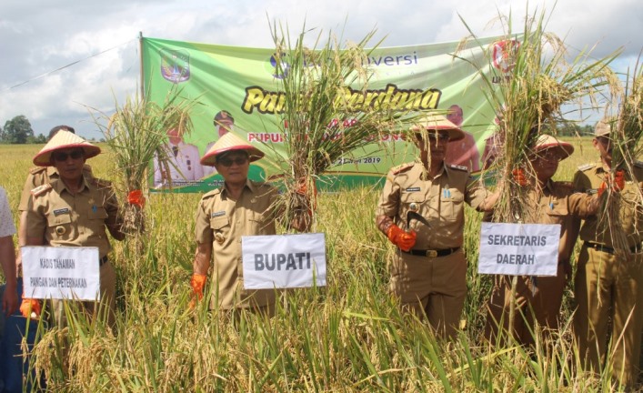 Panen perdana padi hasil pemberian pupuk bio konversi di Kelurahan Ladongi, Kabupaten Kolaka Timur, Selasa (21/5/2019). (Foto: Diskominfo Koltim)