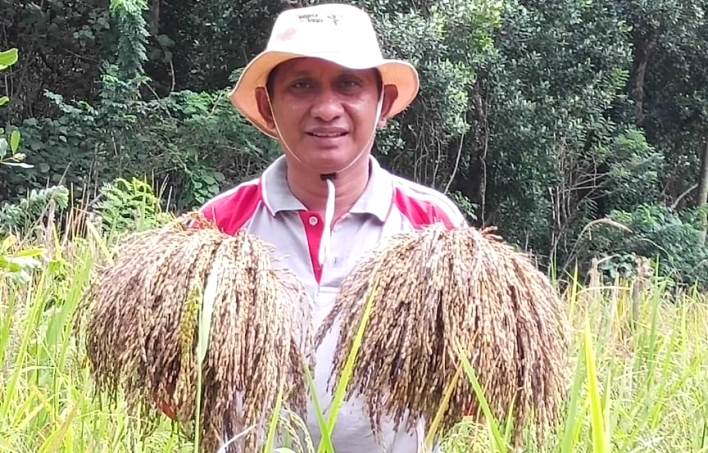 Kepala Dinas Pariwisata Butur, Harlin Hari bersama istri memanen padi organik di sekitaran kawasan Benteng Bangkudu, Kecamatan Kulisusu, Selasa (11/6/2019). (Foto: istimewa)