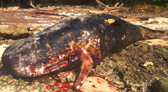 Bangkai ikan paus ditemukan di pantai gusi Kecamatan Kulisusu Buton Utara (Foto : Ardian Saban/SULTRAKINI.COM)