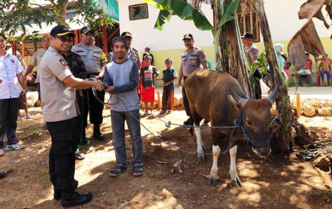 Kapolres Buton AKBP Andi Herman saat menyerahkan satu ekor sapi di Desa Gunung Jaya, Sabtu (10/8/2019). (Foto: La Ode Ali/SULTRAKINI.COM)