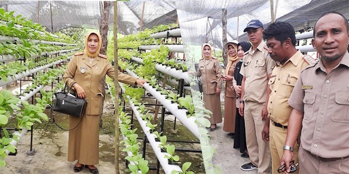 Kepala Dinas Pertanian bersama jajarannya meninjau lokasi petani hidroponik di Kecamatan Baruga. (Foto: Istimewa)