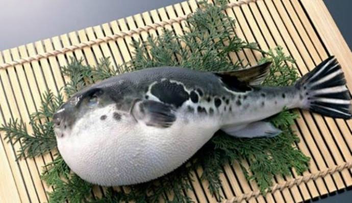 Ikan Fugu (Foto : Bombastis.com)