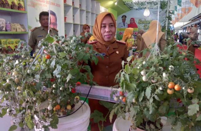 Kepala Dinas Pangan Kota Kendari Nismawati saat menunjukkan tomat ceri yang dipamerkan di HPS. (Foto : Hasrul Tamrin/SULTRAKINI.COM)
