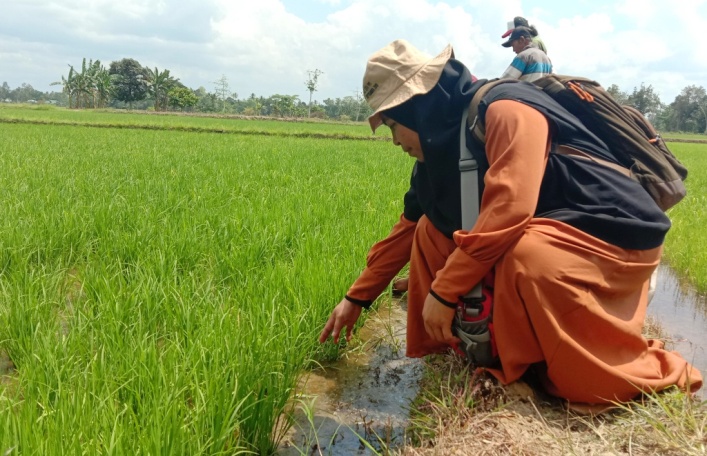 Ketua Tim Dosen PKM Mitigasi Hama Wereng Coklat, Waode Siti Anima Hisein saat mengidentifikasi wereng pada tanaman (Foto : Hasrul Tamrin/SULTRAKINI.COM)