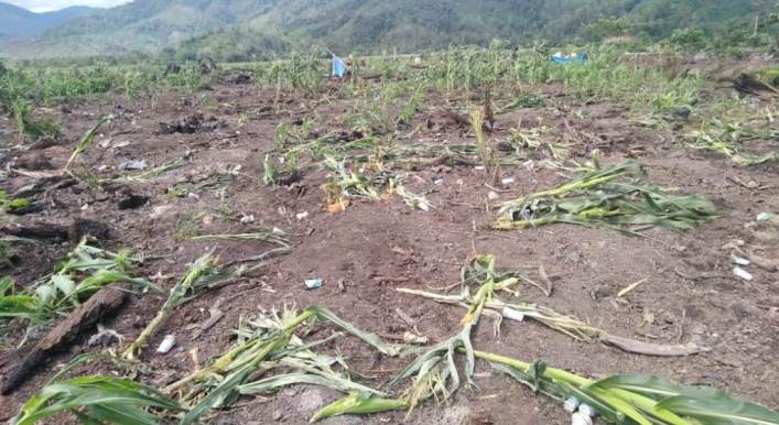 Pengrusakan tanaman di lahan warga Desa Tawaro diduga dilakukan oleh karyawan PT. Sari (Foto: Hasrianty/SULTRAKINI.COM)