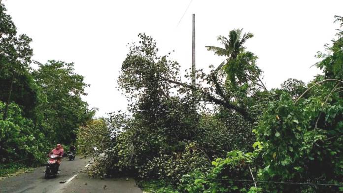 Pohon tumbang menimpa kabel listrik di Desa Liya Onemelangka. (Foto: Amran Mustar Ode/SULTRAKINI.COM)