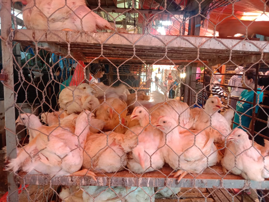 Komoditi ayam di pasaran (Foto: Wa Rifin/SULTRAKINI.COM) ﻿