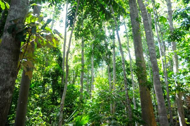 Hutan Lindung Warangga (Sumber: Mongabay. co. id)