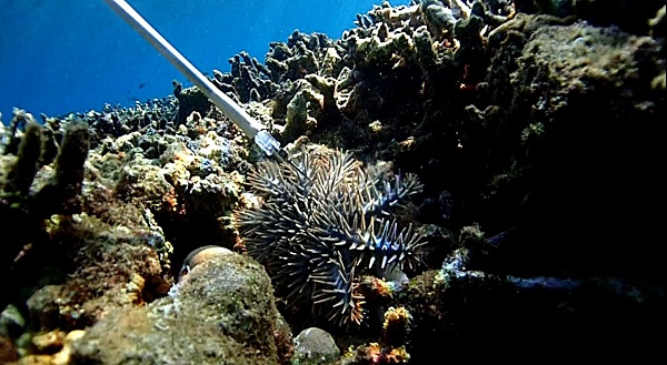 Hama crown-of-thorns starfish (COTS) alias bintang laut mahkota duri. Foto: IST