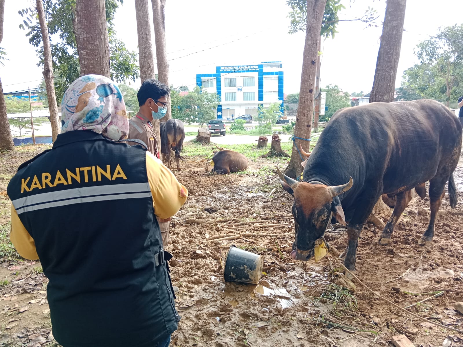 Tim Gabungan pemeriksaan hewan kurban saat melakukan pemeriksaan lanjutan hewan kurban di Mapolda Sultra. (Foto: Rohiyani/SULTRAKINI.COM)