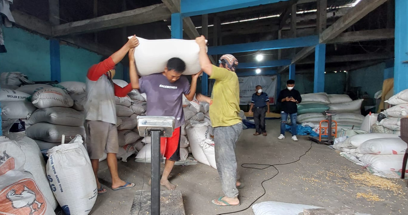 Buruh sedang memikul Jagung Pipil asli Sultra siap di kirim ke Jawa Timur. (Foto: Ist)